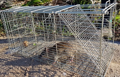 Ratazana capturada na Ilha Comprida no MONA Cagarras