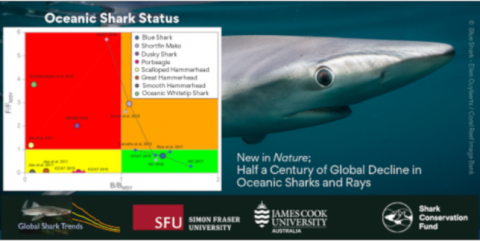 img 2021 01 28 Meio seculo de declinio global de tubaroes e raias oceanicos